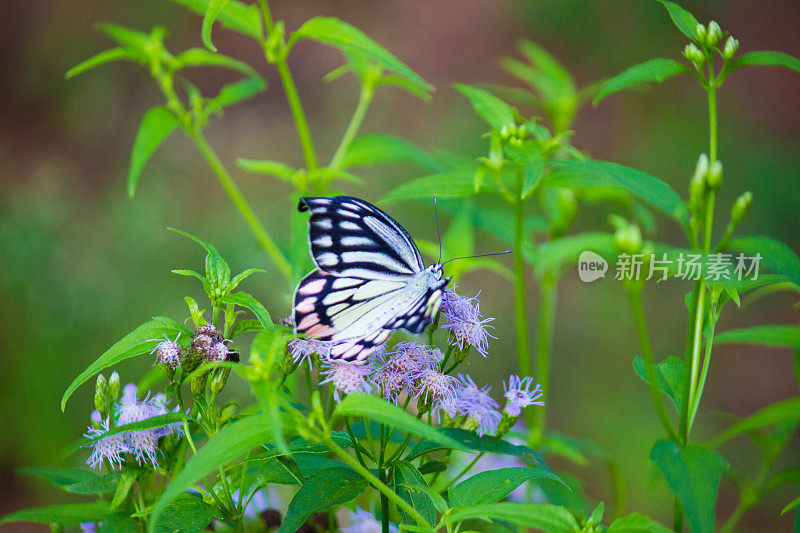 一只雌性的Delias eucharis，常见的Jezebel，是一种中等大小的粉蝶，被发现挂在印度一个公园的花卉植物上。蝴蝶的条纹颜色很吸引人